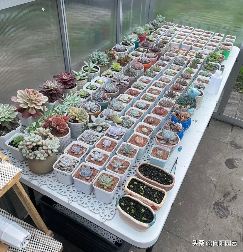室外养多肉保温,冬季养殖通风保温