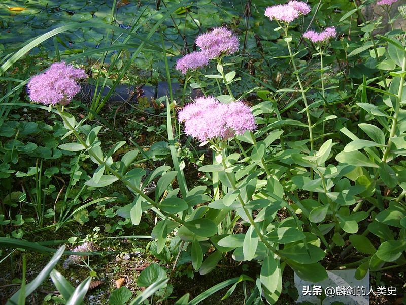 植物界合集,植物界被子植物