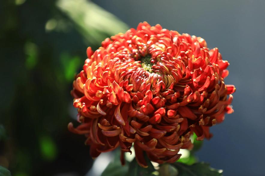 关于秋菊意象的诗句,关于秋菊的诗词名句