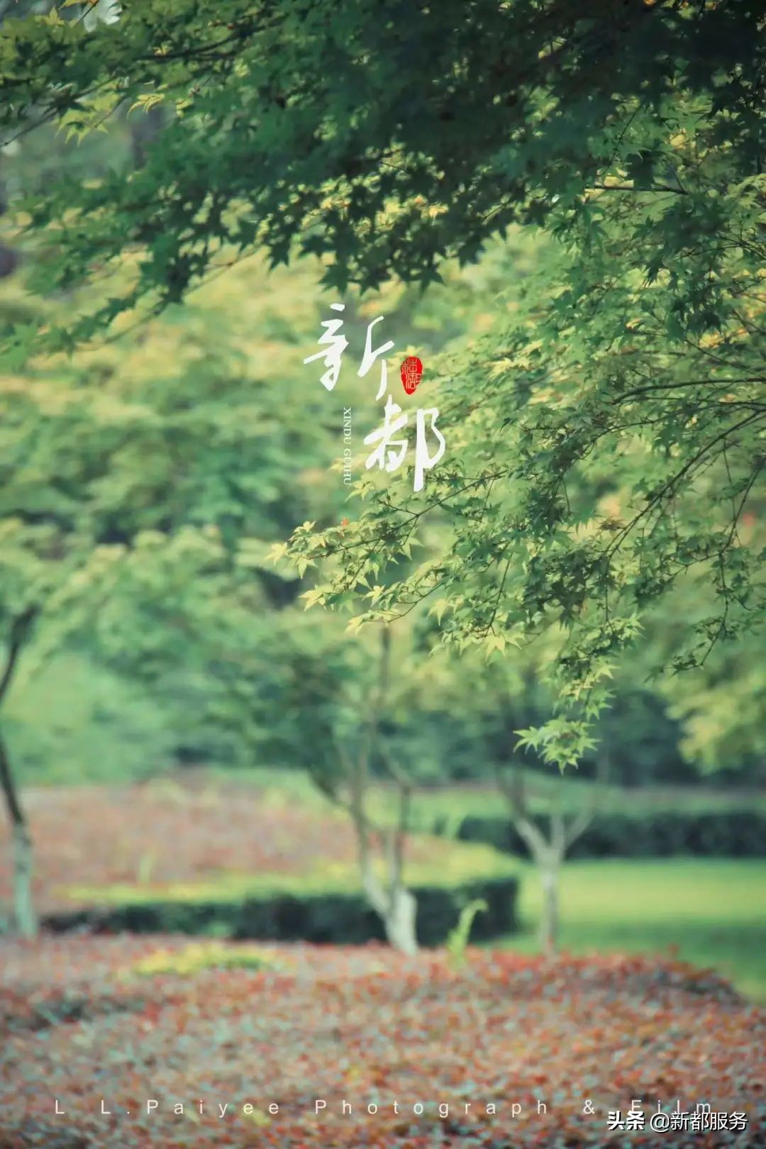 新都发展最好的地方,新都什么路练车比较合适