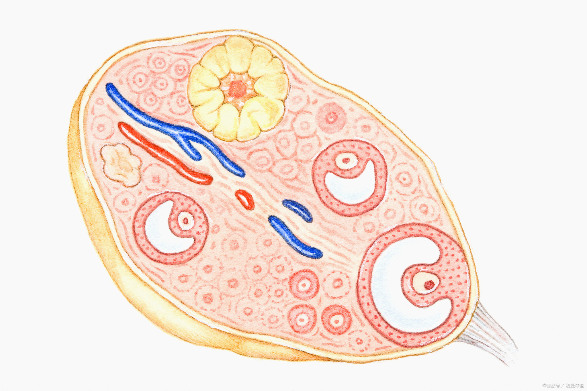 卵巢早衰病因复杂,女性患有卵巢早衰主要表现是什么