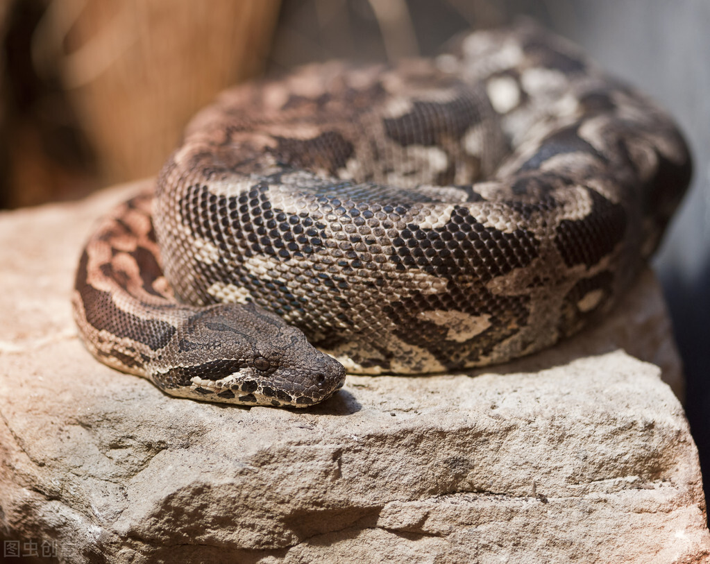 蟒蛇无法消化的东西,蟒蛇好几天不进食天天粘着人