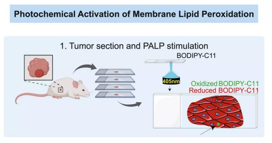西湖大学冰刻研究成功了吗,西湖大学科学家发言