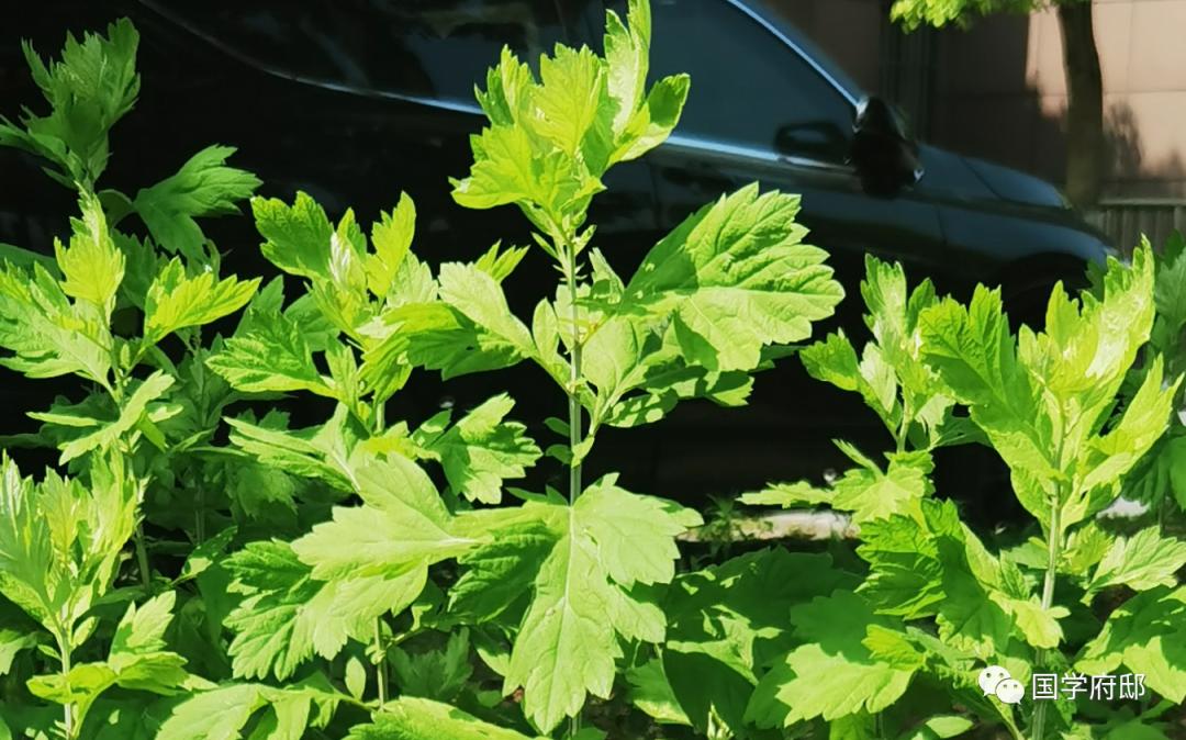 关于端午节艾草叶最经典的诗句,请找出几首端午节咏艾草诗