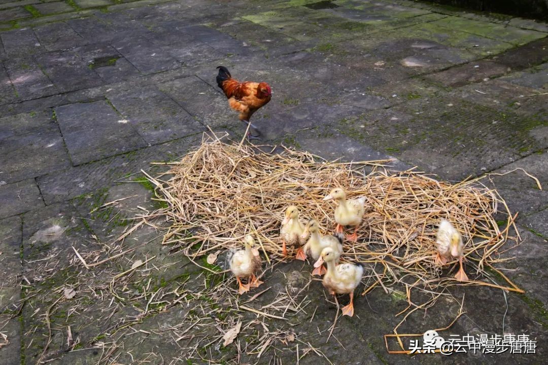 岳池旅游景点大全推荐,行走的美景