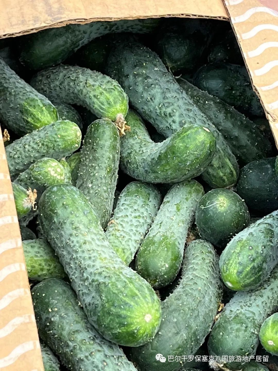 罗马尼亚蔬菜,罗马尼亚大型水果批发市场