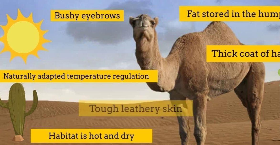 生存战争骆驼和驴,生存竞争