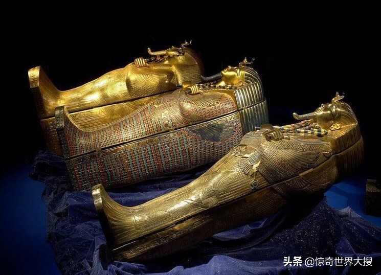 31张活久见的有趣图片,鳄鱼电鳗同归于尽渔翁得利