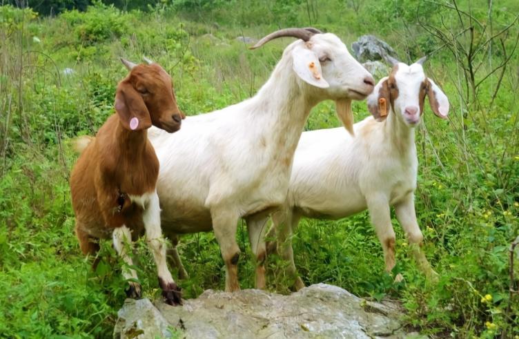 怀孕母羊后期子宫脱垂怎么塞进去,怀孕母羊下身脱垂怎么办