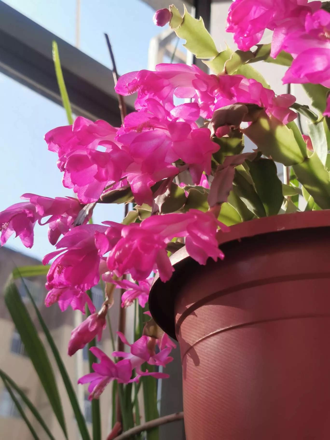 所有花的名称大全,认识各种花的寓意