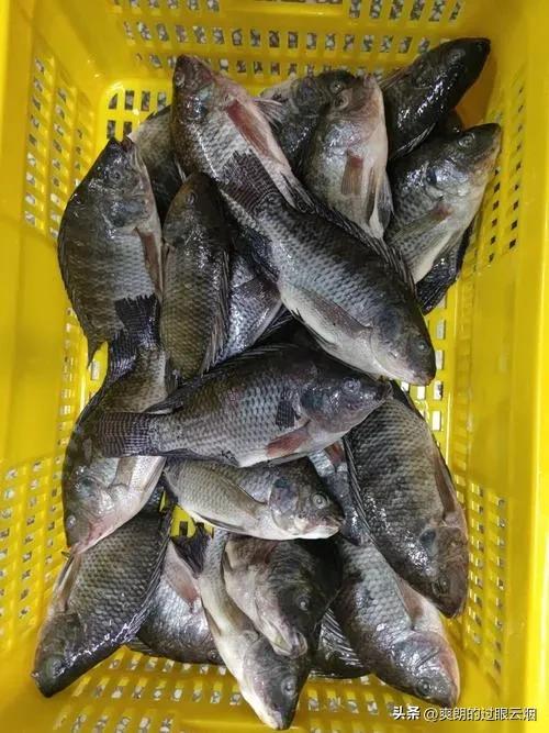 鲶鱼是世界上最脏的鱼,中国十大最脏鱼是什么鱼