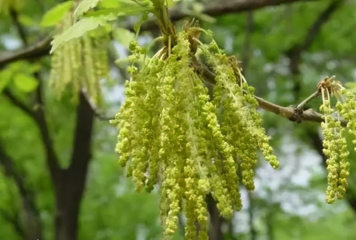 植物识别小口诀，总结的太全了！