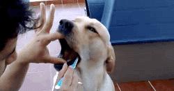 狗狗掉牙注意什么,狗狗掉牙怎么护理