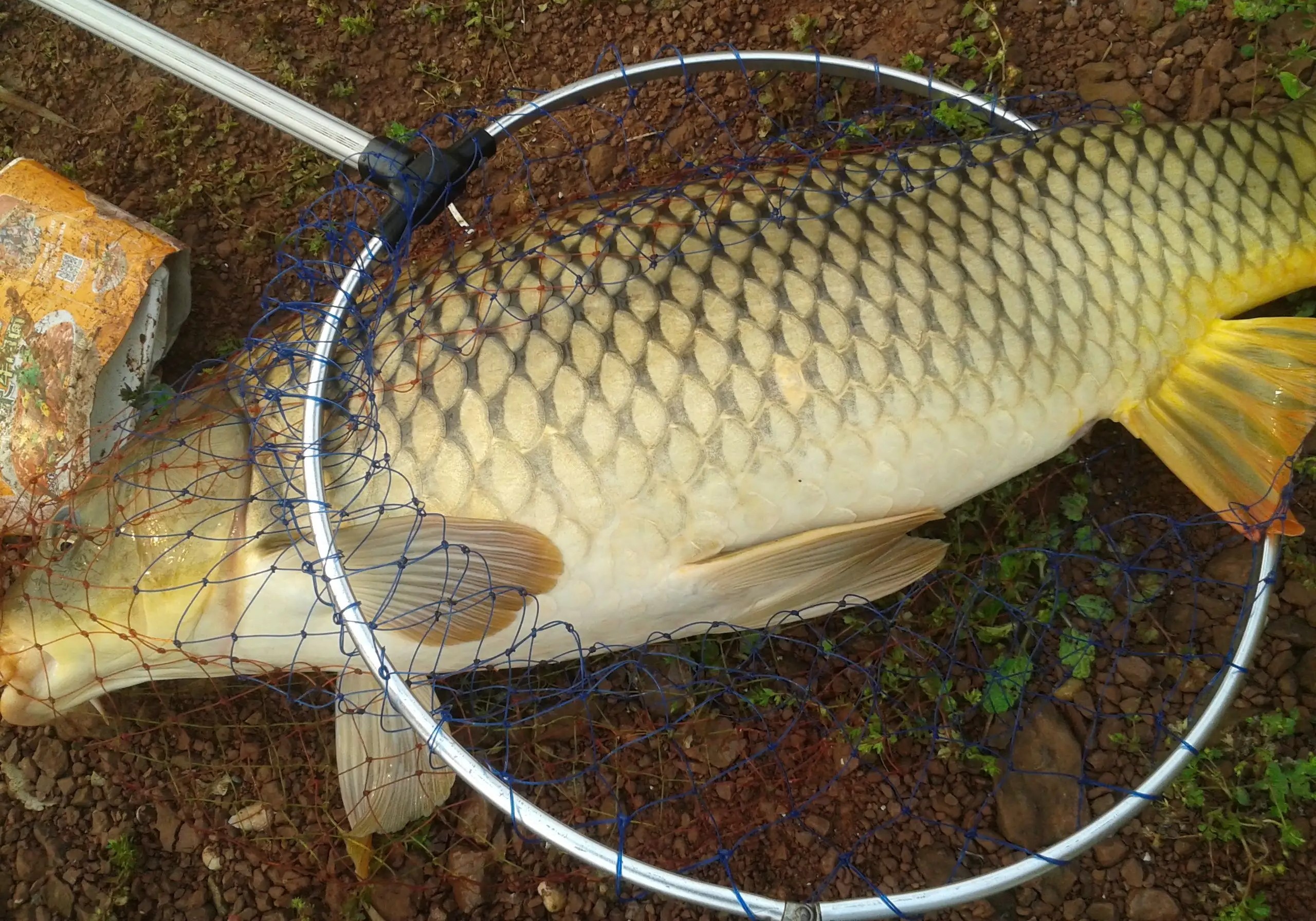 现在野钓鲤鱼用什么饵最好,野钓鲤鱼用什么饵好钓现在