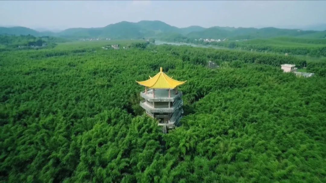 广宁竹产业园,中国广宁竹产业创新发展