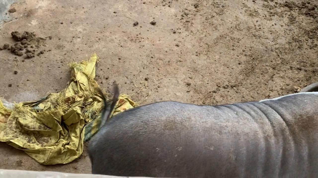 快产子的母猪怎么饲喂,母猪低温最好的处理方法