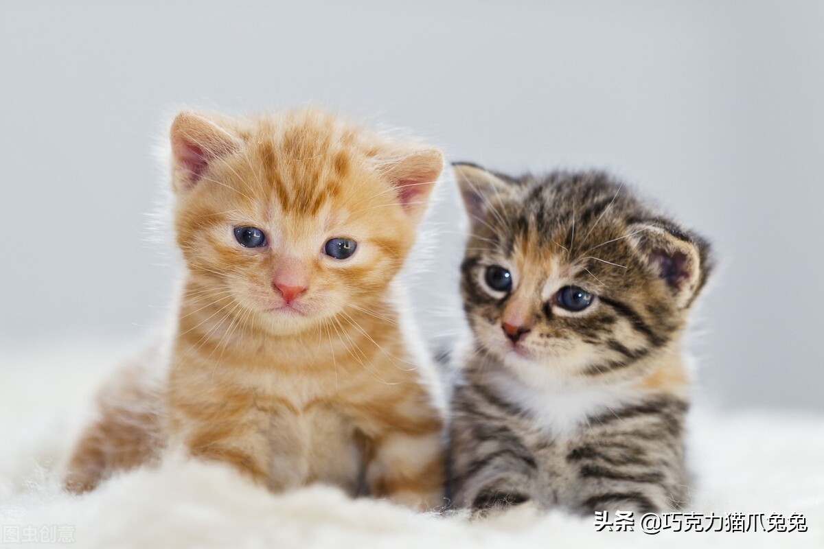 养猫感觉喉咙有毛,养猫感觉屋里味道难闻有危害