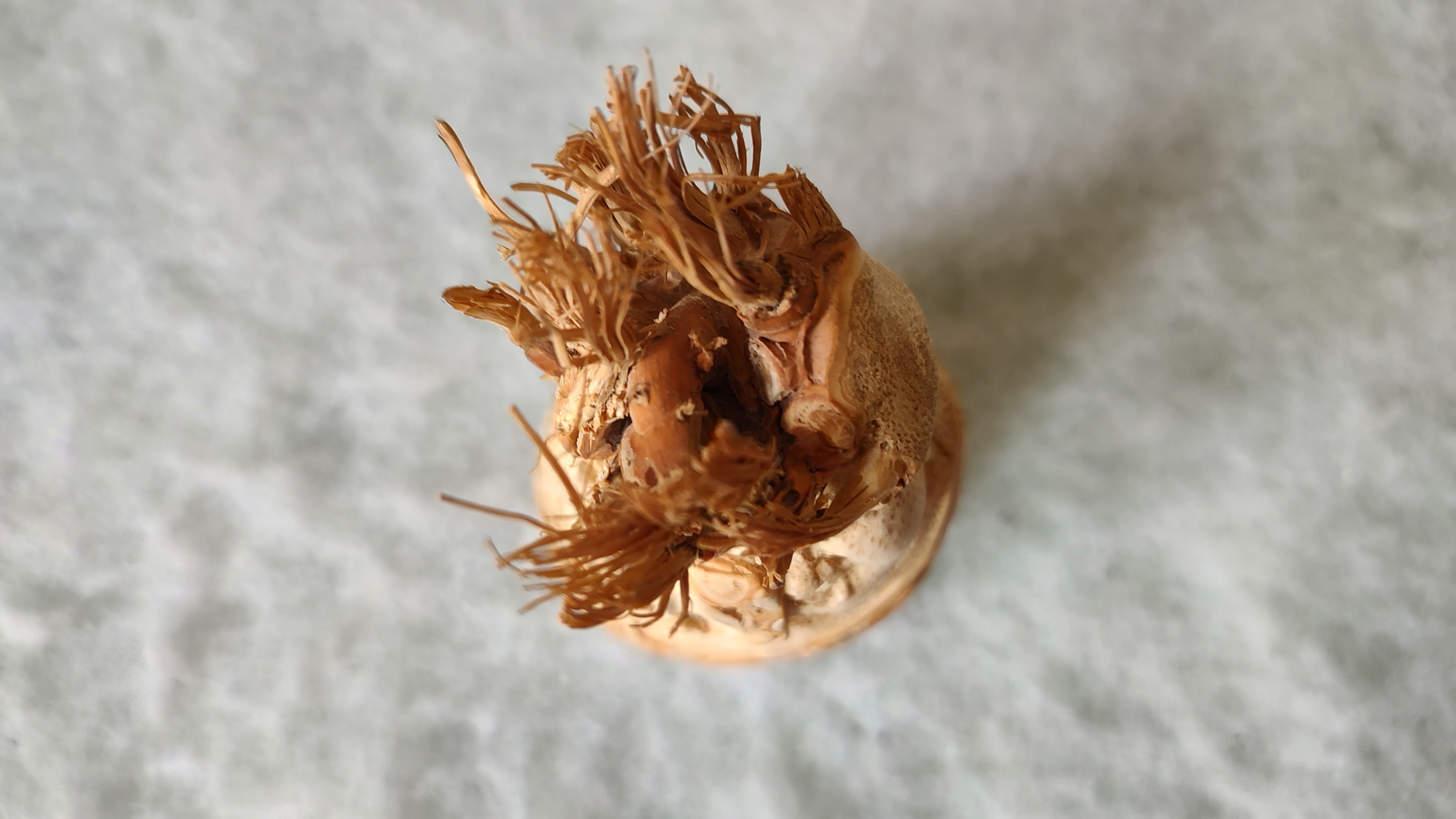 风氏文玩收藏馆：我的第一个竹根雕炸毛哥