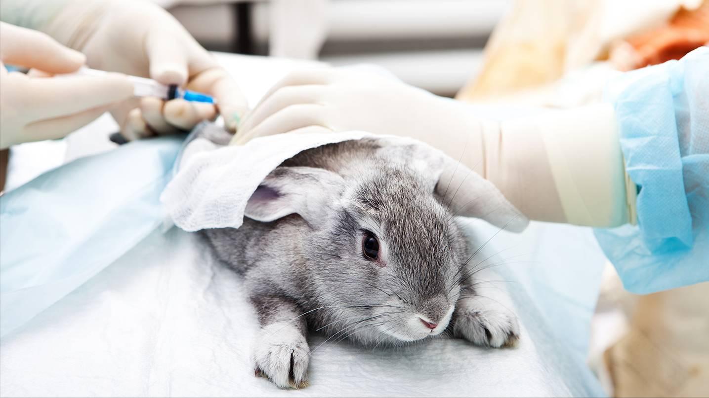 养殖场疾病,养殖兔子生病的状态和解决办法