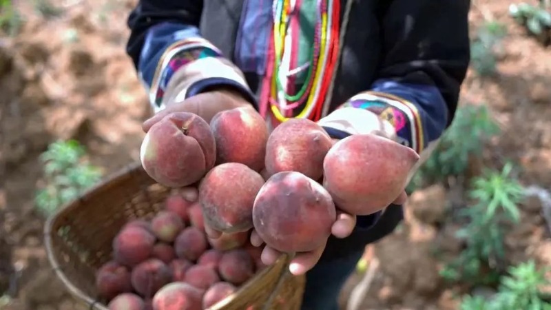 这个夏天带你吃西瓜和雪糕,西双版纳最值得买的水果