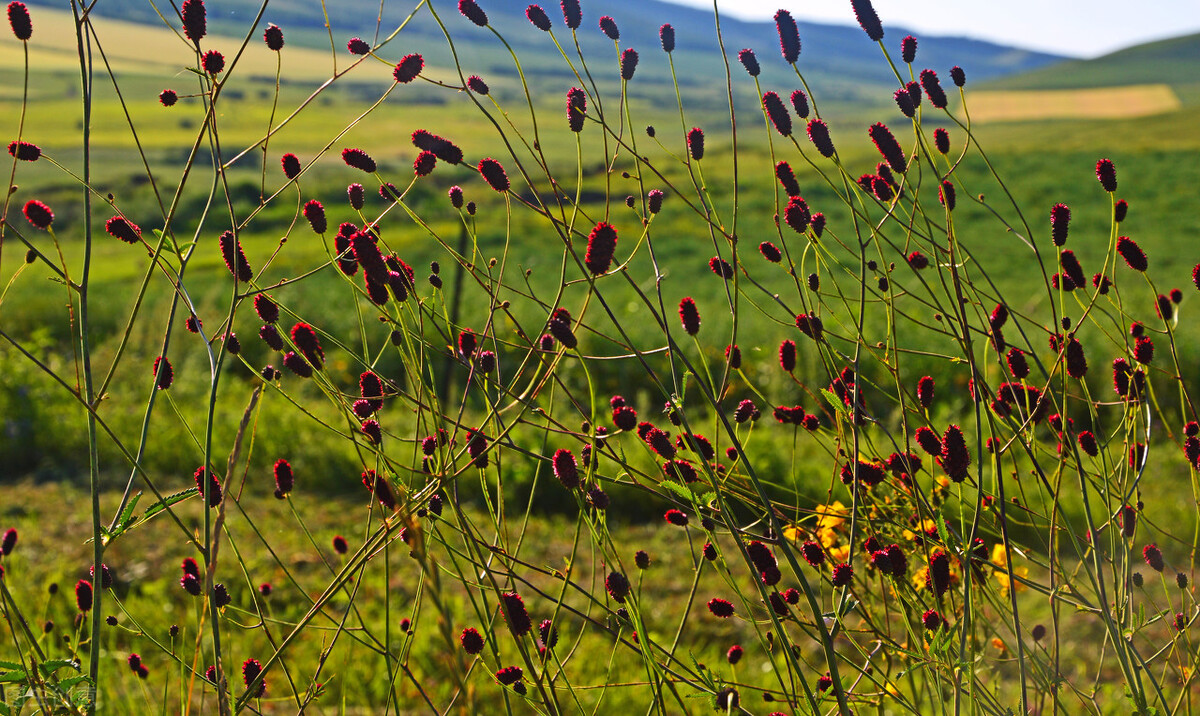 68种可食用的药用植物,开的花好看,能吃,还养生(二)