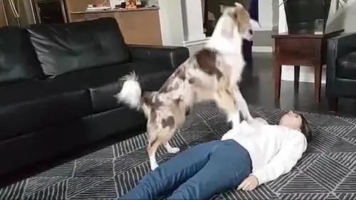 怀孕后养宠物的危害有哪些,孕早期养宠物有哪些危害