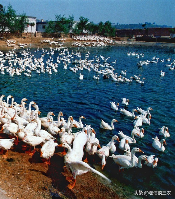 农村现在养鹅怎么赚钱,养鹅养殖利润与成本