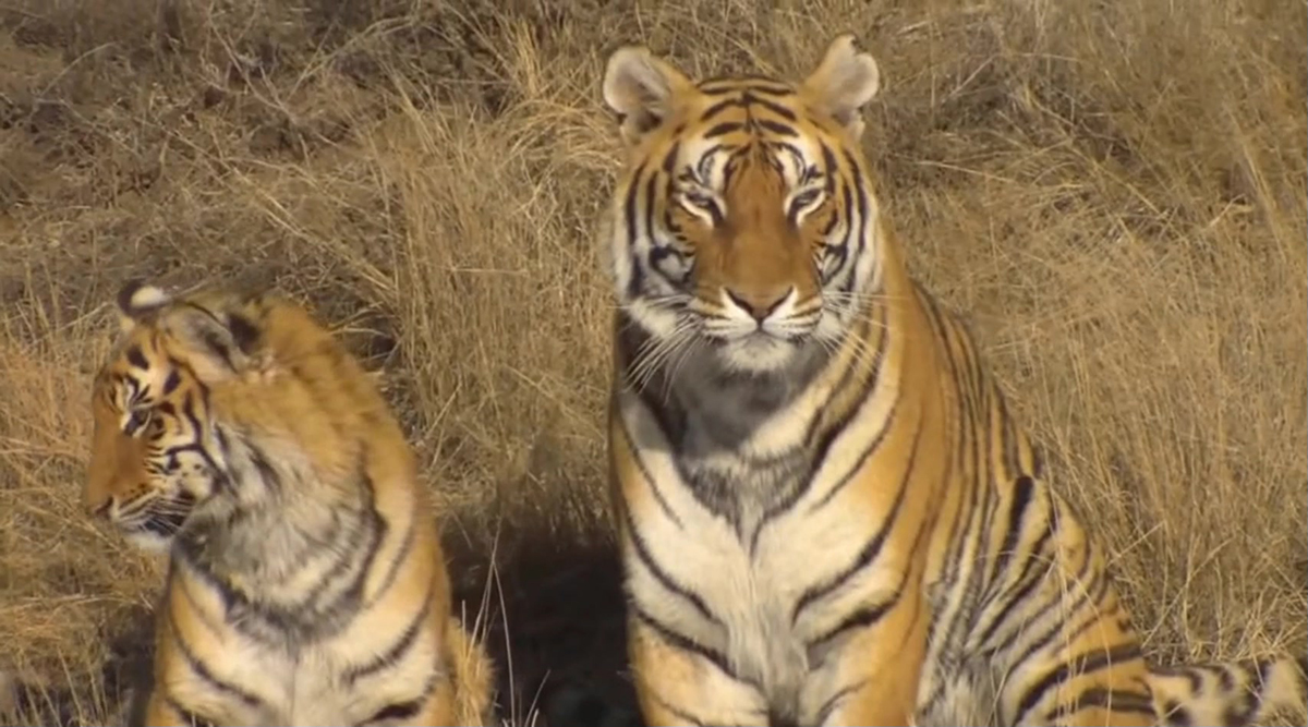 广州动物园老虎骨瘦如柴,动物园老虎骨瘦如柴