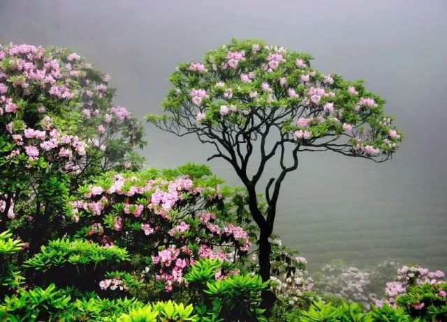 林中若有花，念的必是映山红