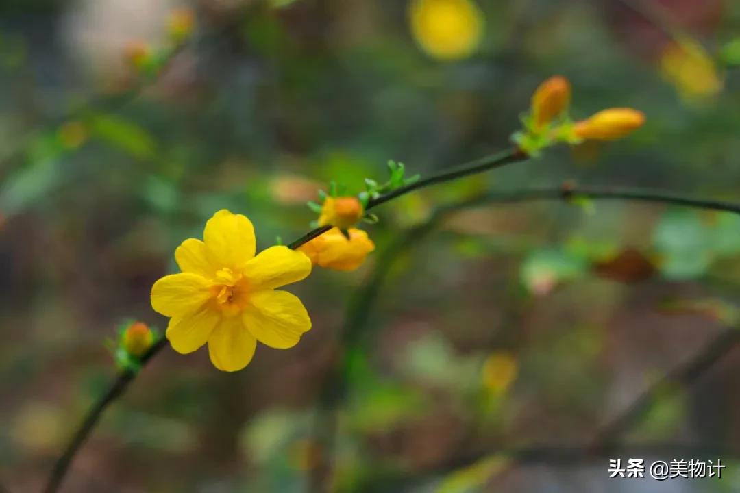 迎春花是不是在春天开放,春天真的要来了迎春花开了