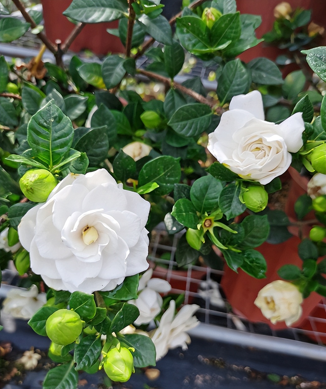 家庭盆栽喜酸的植物,盆栽土壤变酸最快的方法