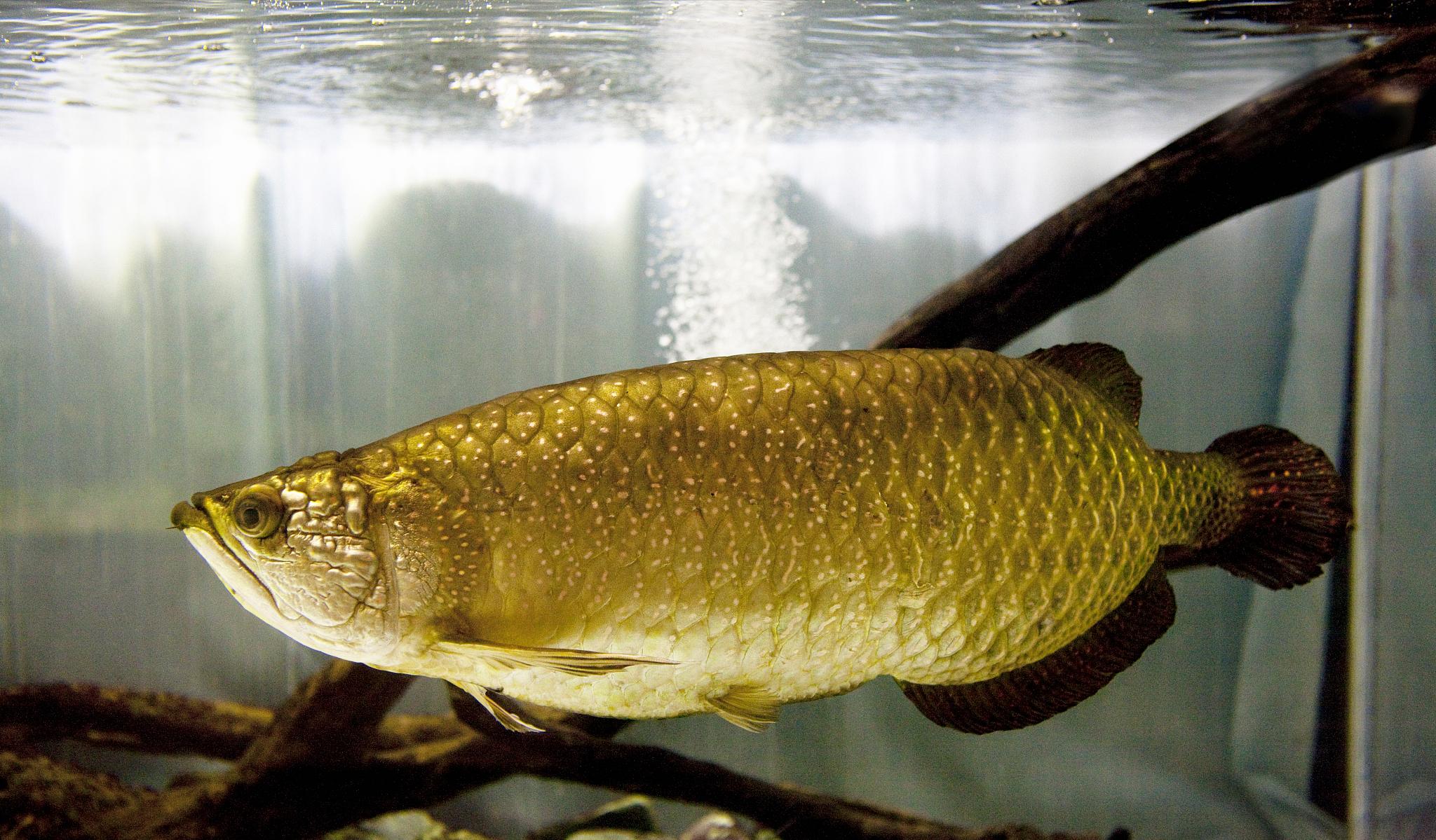 急救金龙鱼,如何救金龙鱼