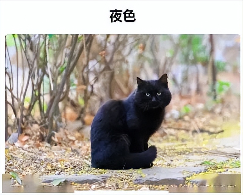 70万网友在线围观我家猫猫“搞黄色”：越看越上头，越看越变态