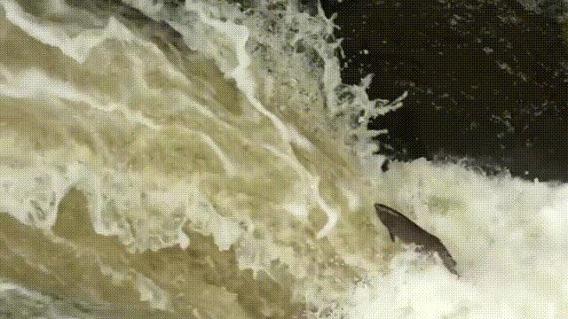 三文鱼水光真假分辨,哪种才是真正的三文鱼