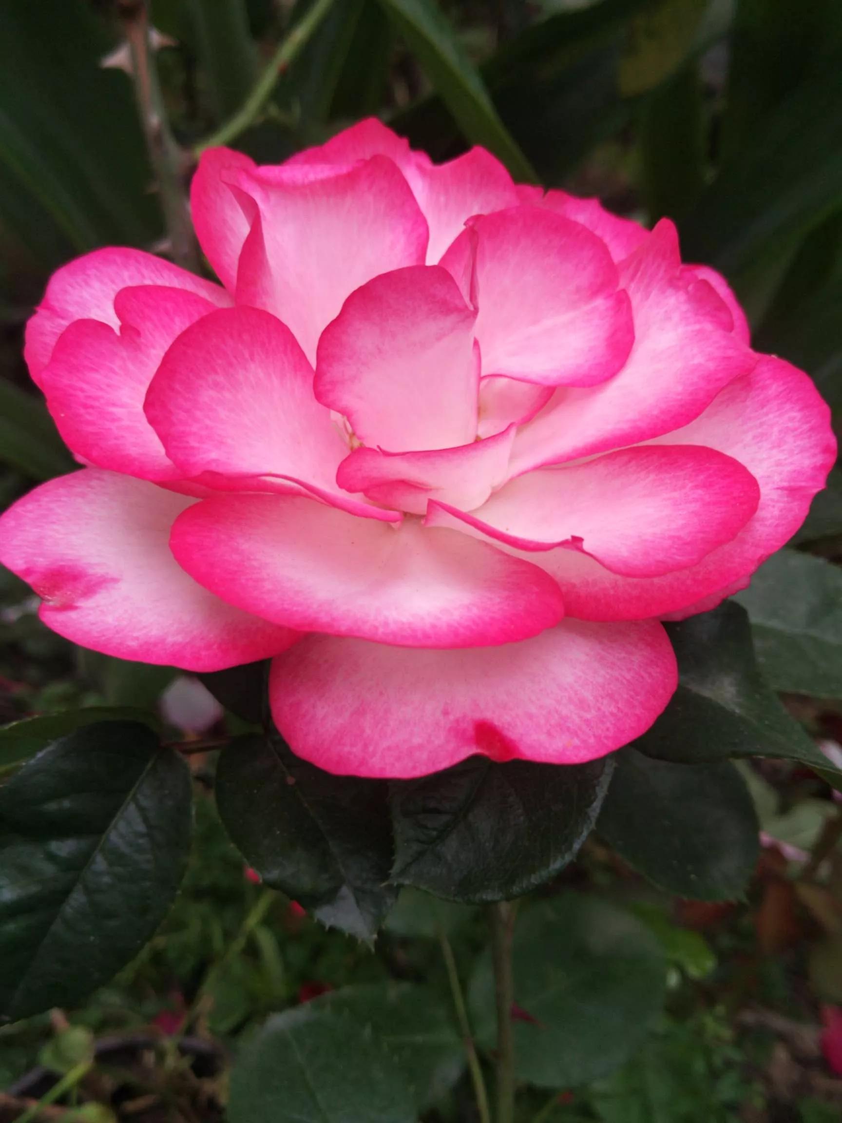 月季品种醉花,月季品种大全及图片欣赏