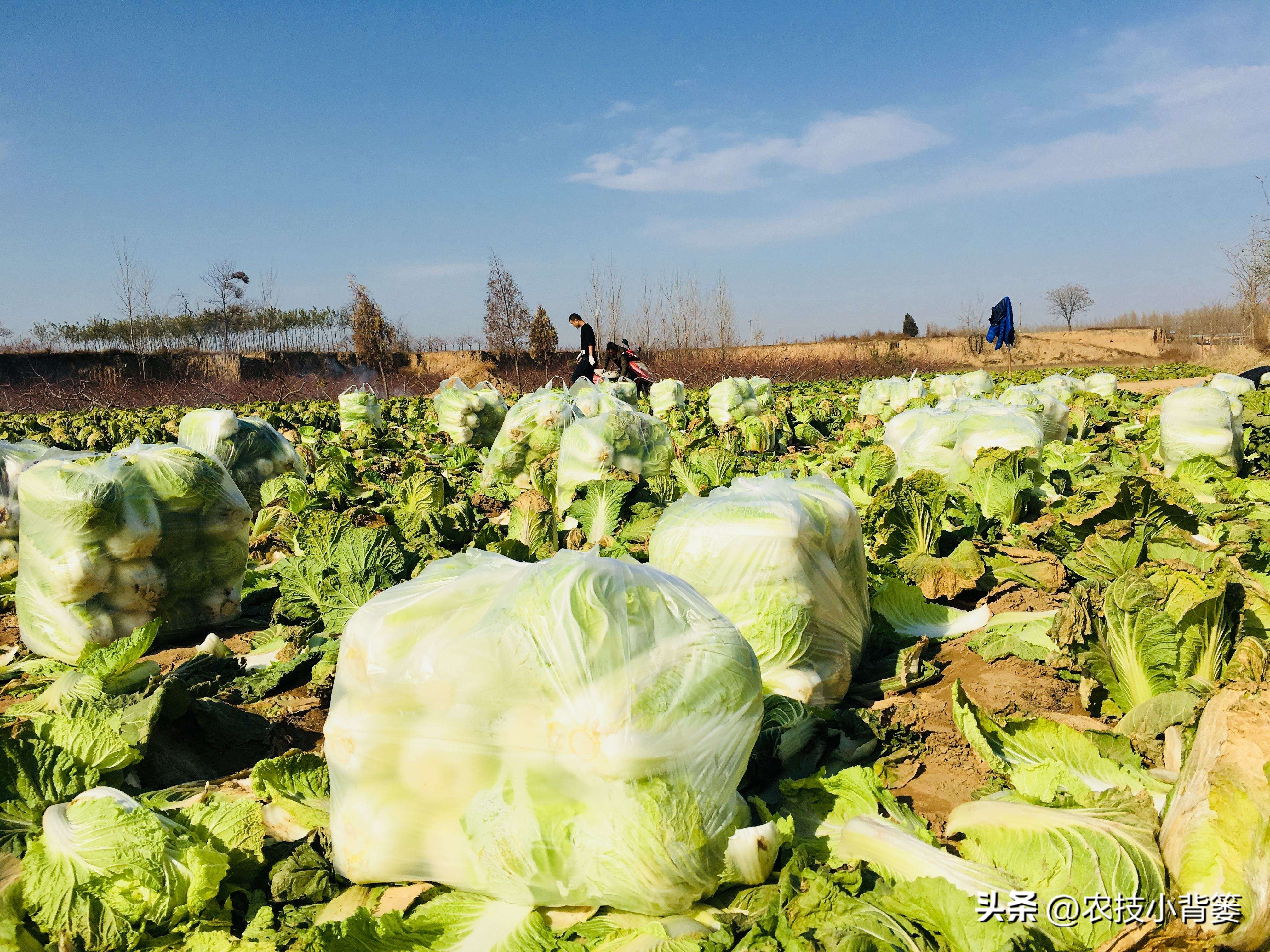 大白菜软腐病怎么防效果好,怎么预防大白菜软腐烂根病