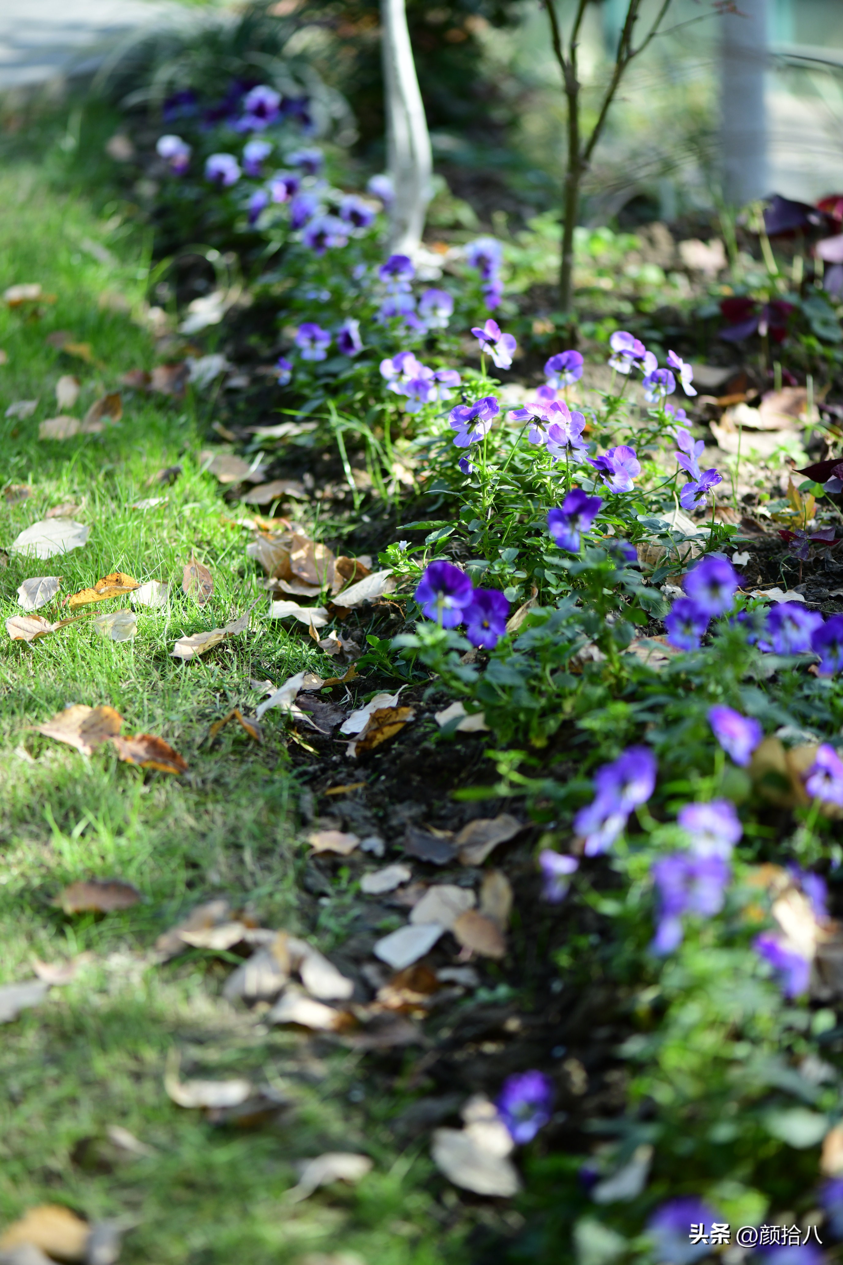 天冷怎么注意植物冻死,植物怕冷怎么过冬
