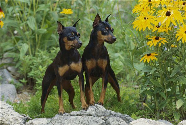 小型狗种类排行榜前十名,微型狗品种大全及图片