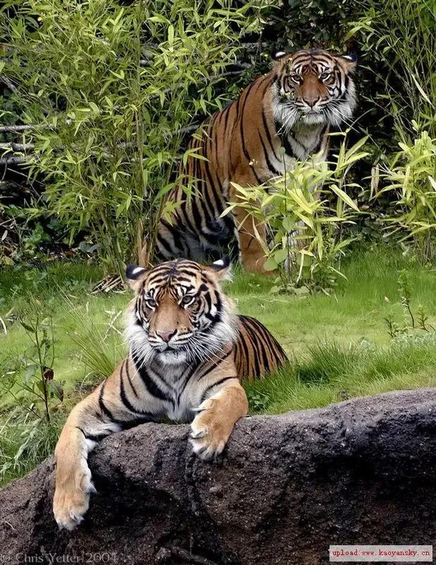 戏说老虎图文杂汇