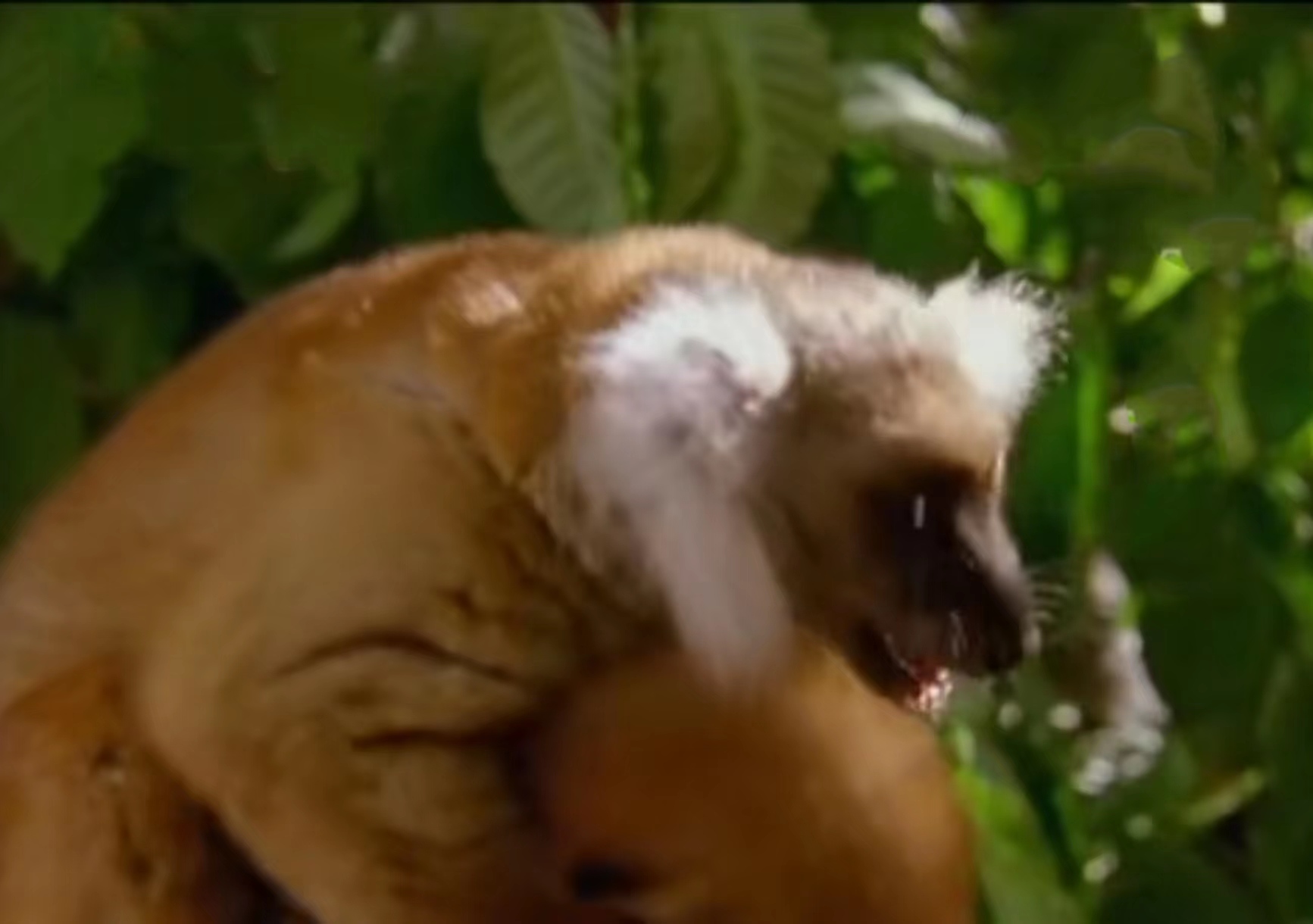 猴族瘾君子，把马陆当*品毒**吸？怎么刺激怎么来！