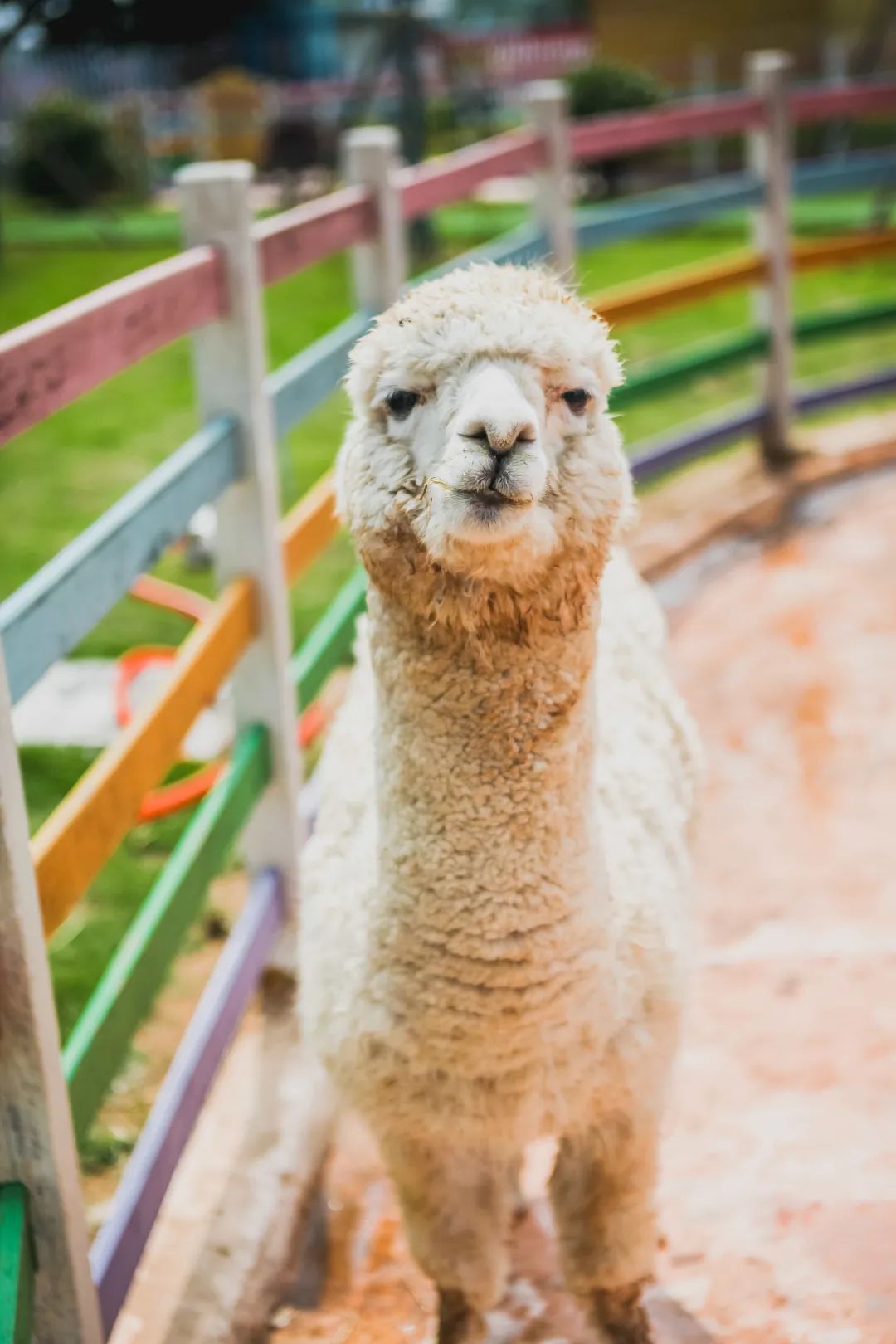 稻梦空间乡村生态观光园,稻梦空间采摘园