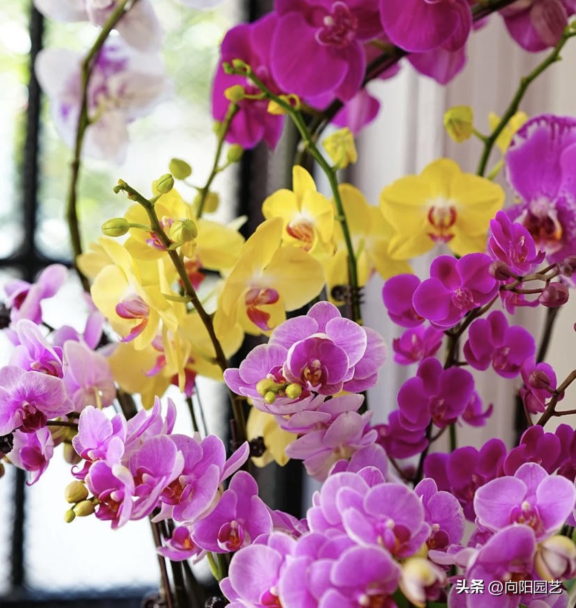 蝴蝶兰多少钱一盆哪里有卖的,蝴蝶兰多少钱一盆哪里有卖