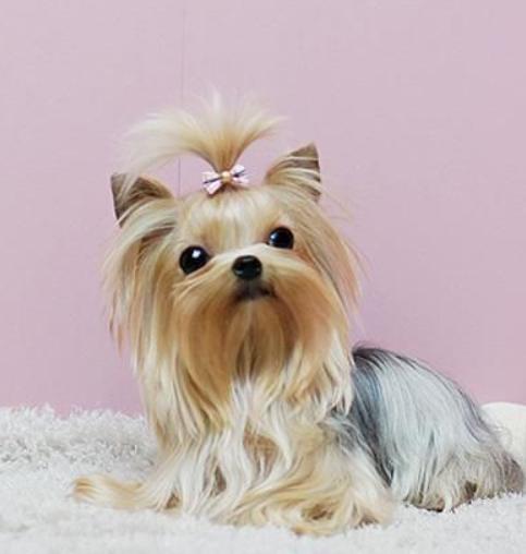 世界上最小的犬种吉娃娃,世界上最小的犬种