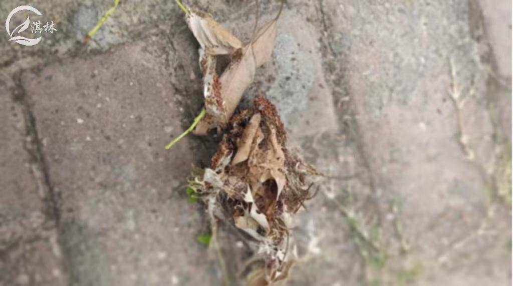 香樟树虫害会把樟树致死吗,香樟虫害图片