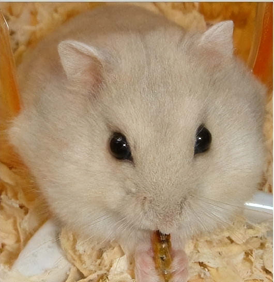 关于饲养布丁鼠方方面面的知识