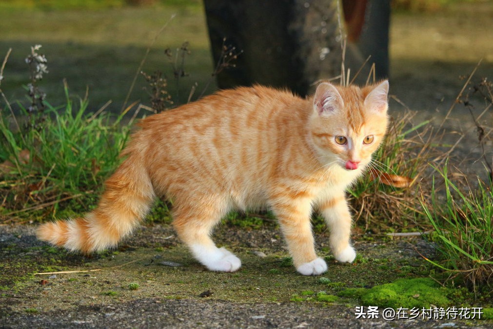 郑振铎的猫为什么总是死,郑振铎的猫是真实的吗