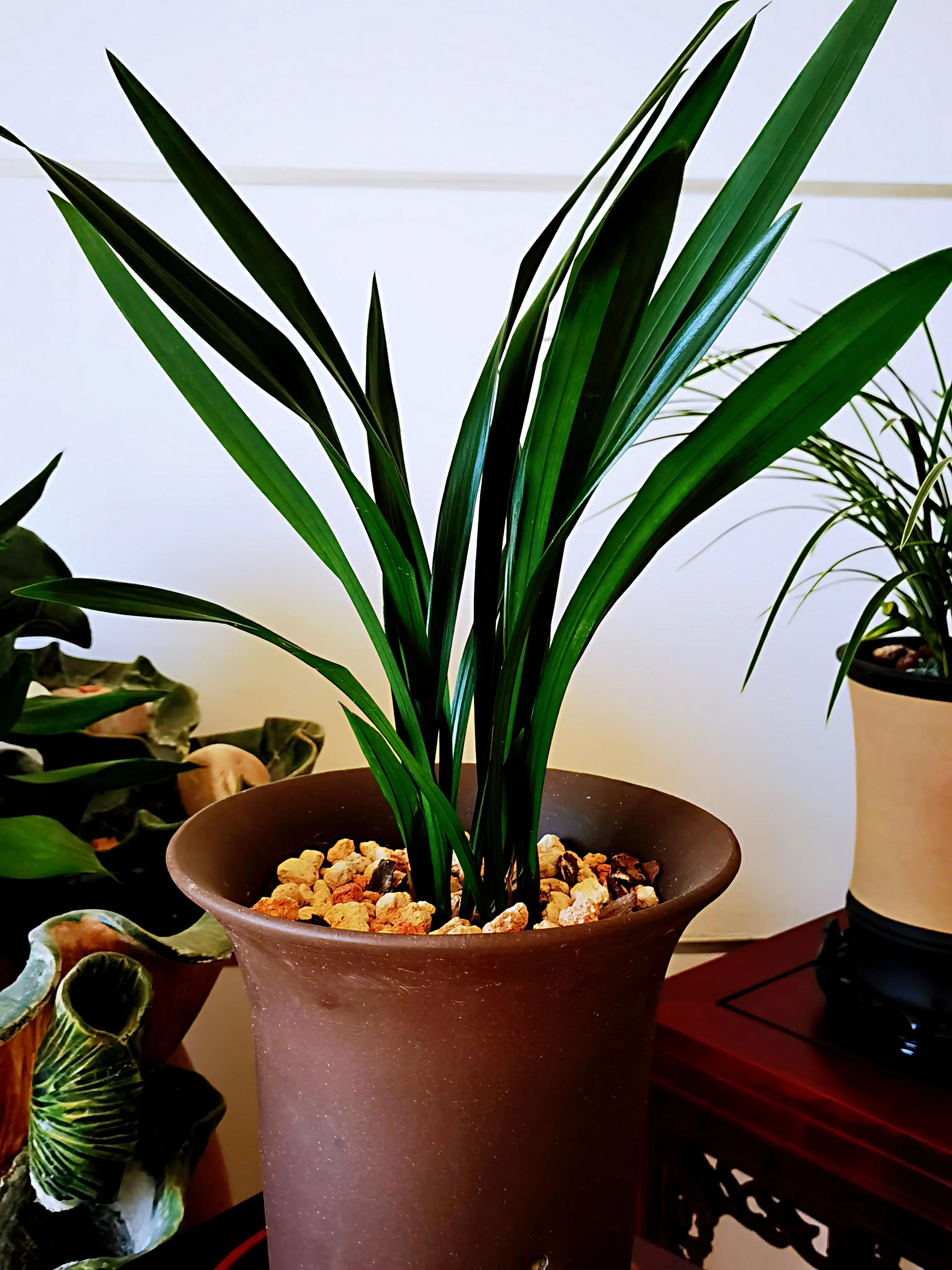 一盆兰花一个世界,一盆兰花图片大全