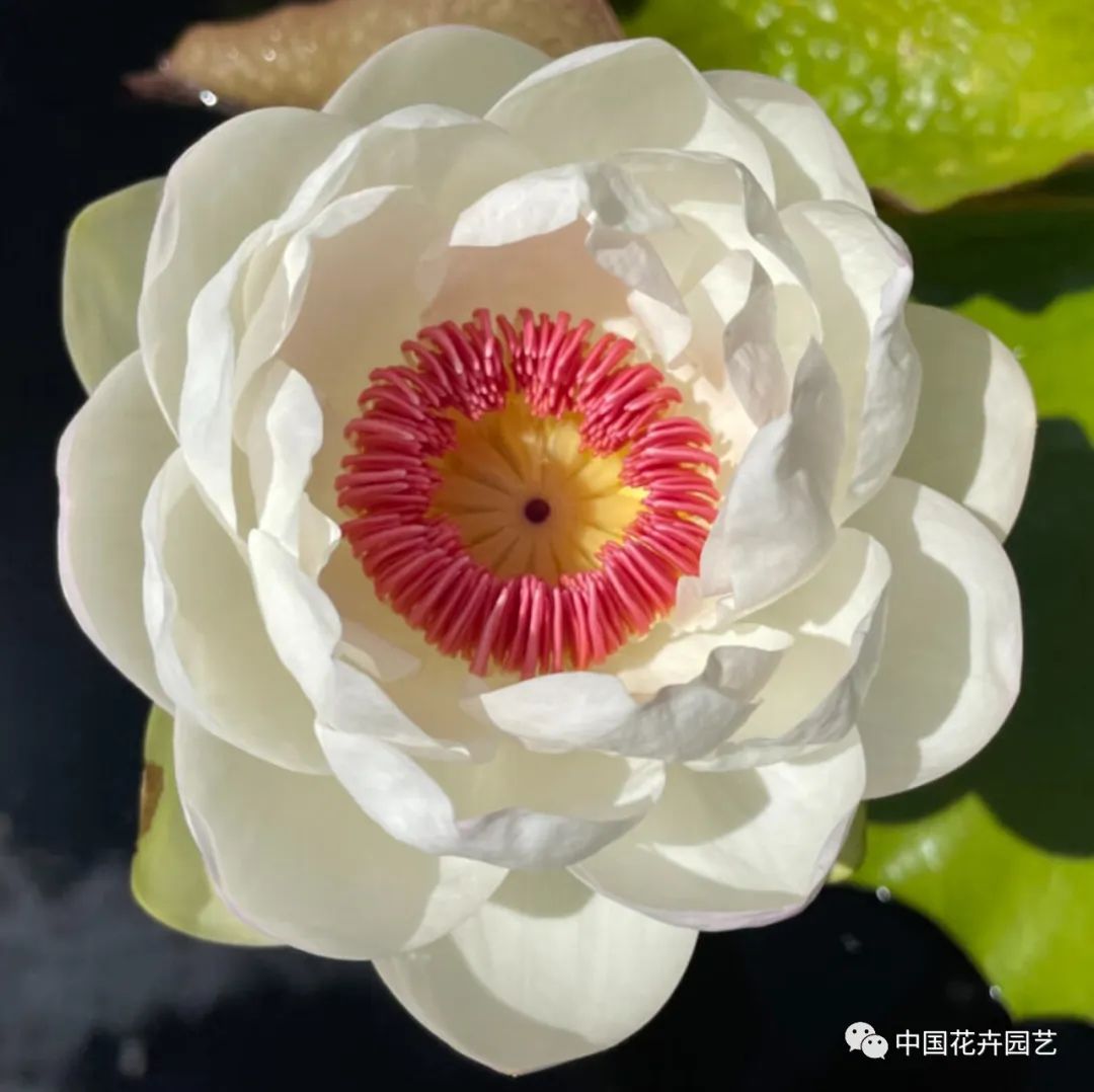 00后培育3个睡莲新品种获国际认证,睡莲热门品种