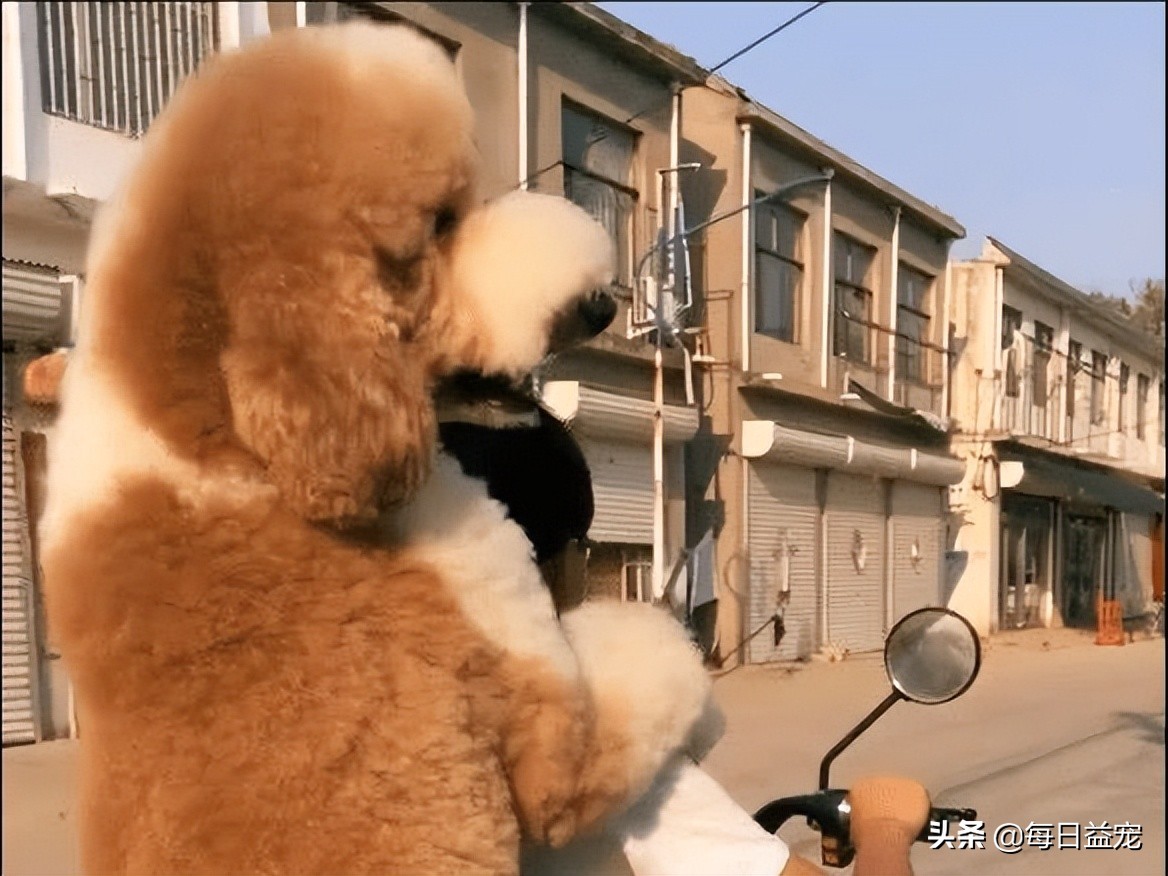 带巨型贵宾犬出门,巨型贵宾犬太调皮