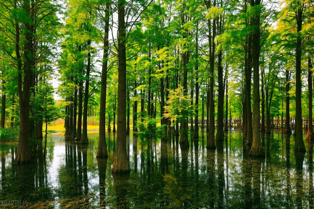 上海踏青2022,上海踏青最佳景点2021